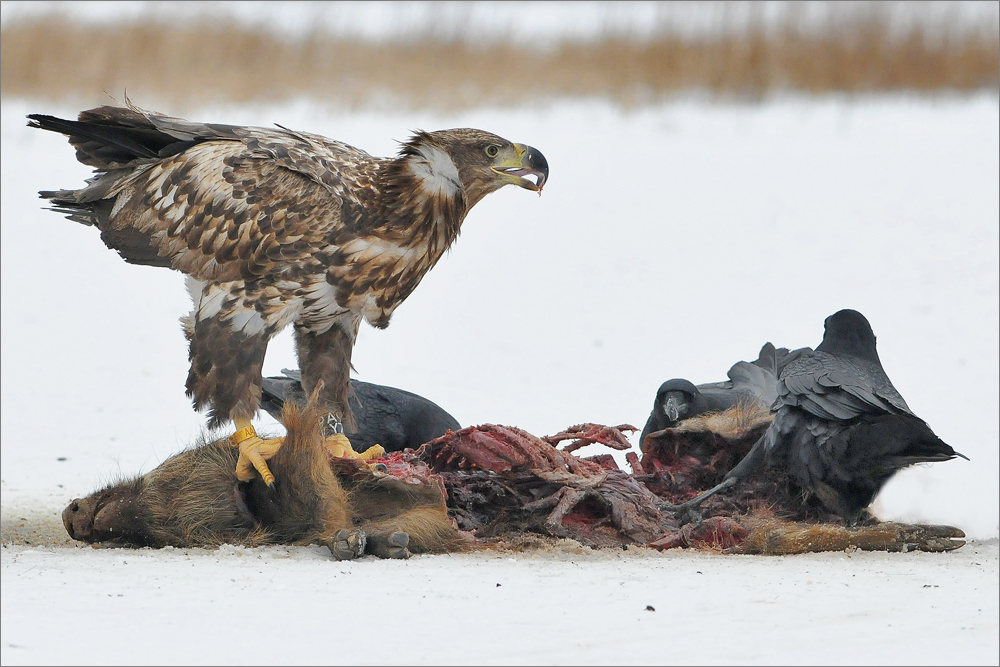 Seeadler im JK am Luderplatz