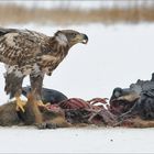 Seeadler im JK am Luderplatz