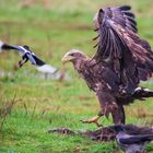 Seeadler im "Kampf" gegen Futterkonkurenz