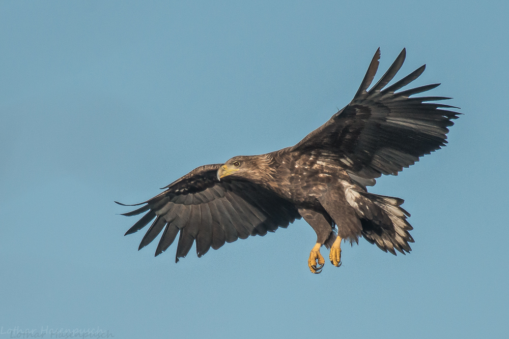 Seeadler im Landeanflug