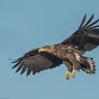 Seeadler im Landeanflug