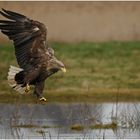 Seeadler im Landeanflug