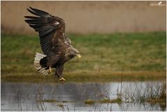 Seeadler im Landeanflug