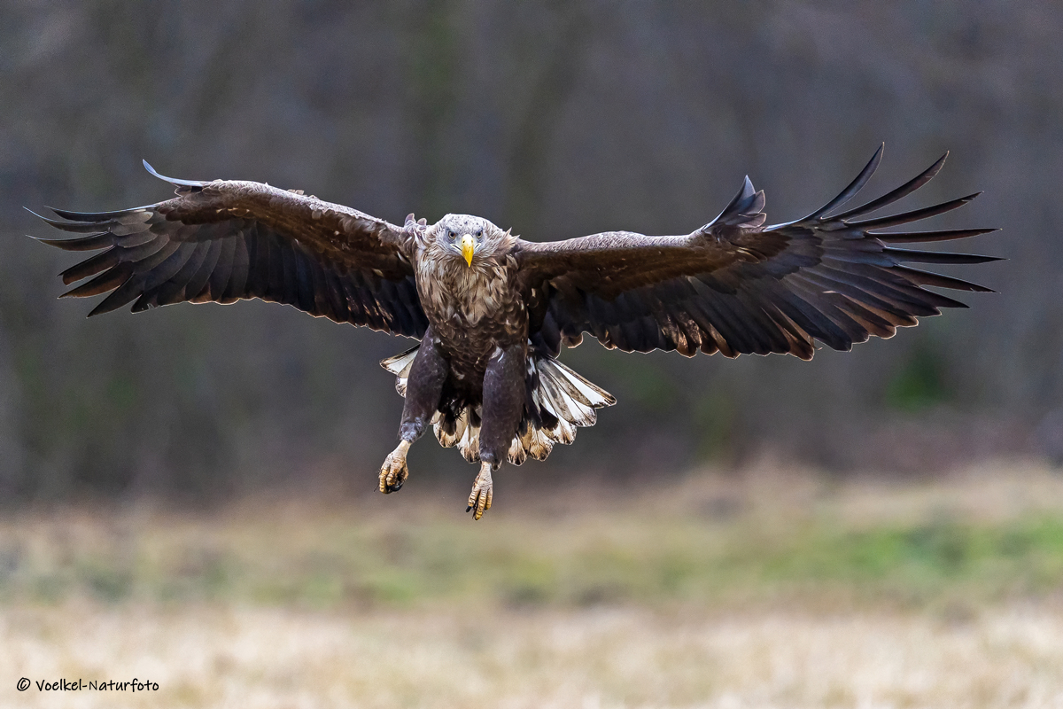 Seeadler im Landeanflug