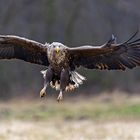 Seeadler im Landeanflug