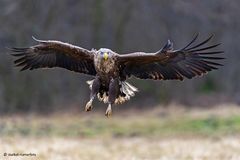 Seeadler im Landeanflug