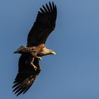 Seeadler im Landeanflug