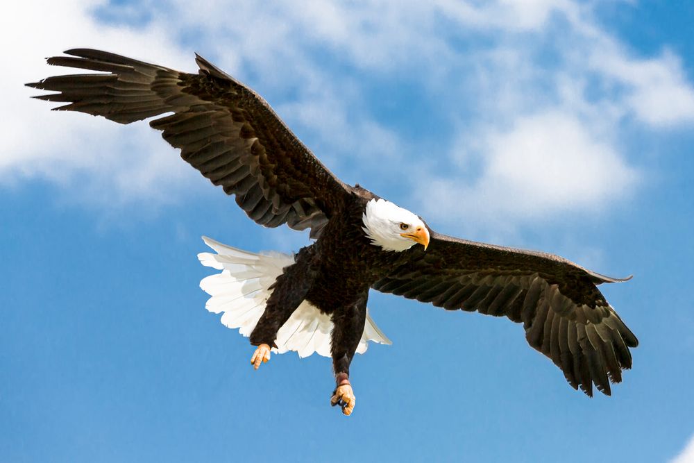 Seeadler im Landeanflug