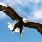 Seeadler im Landeanflug