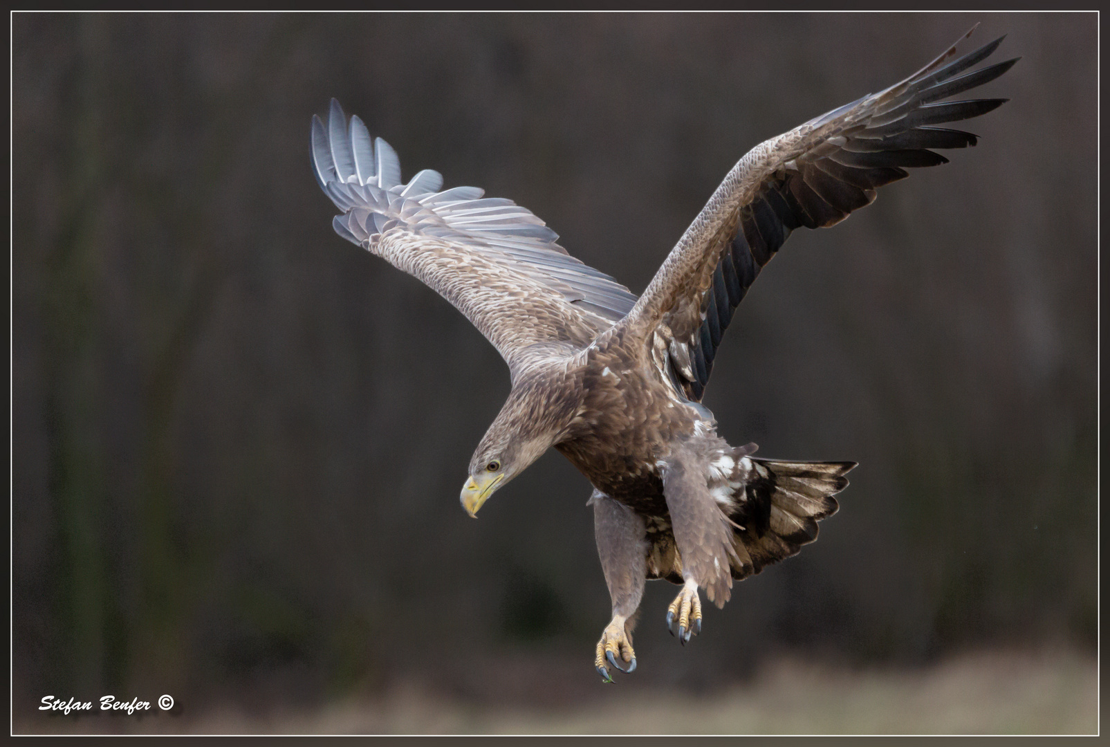 Seeadler im Landeanflug