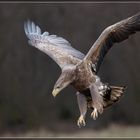 Seeadler im Landeanflug