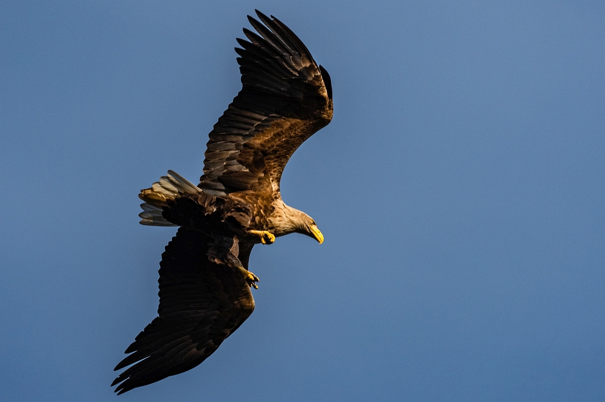 Seeadler im Landeanflug