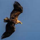 Seeadler im Landeanflug