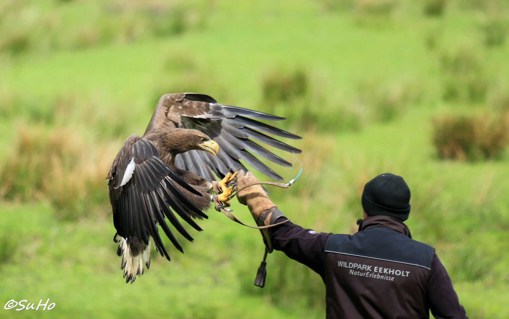 Seeadler im Landeanflug