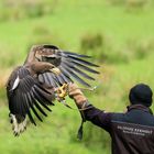 Seeadler im Landeanflug