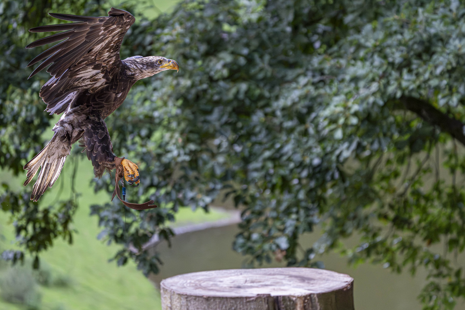 Seeadler im Landeanflug