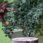 Seeadler im Landeanflug