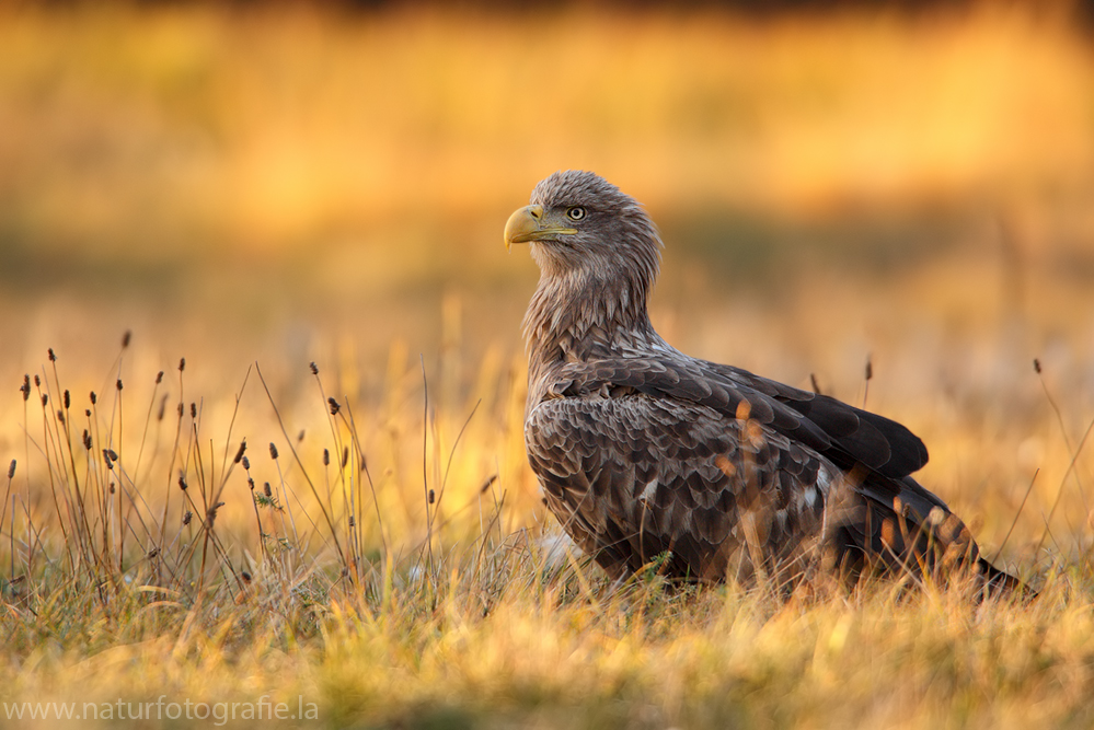 ~ Seeadler im letzten Licht ~