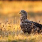 ~ Seeadler im letzten Licht ~