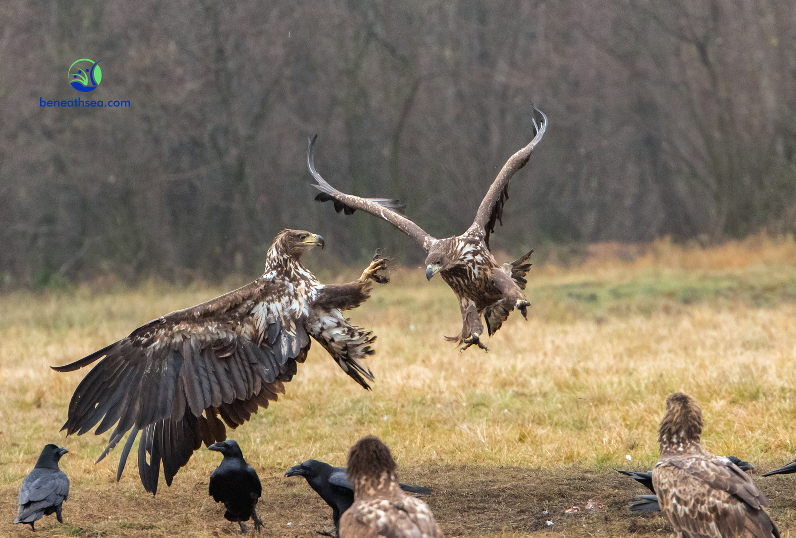 Seeadler im Luftkampf