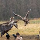 Seeadler im Luftkampf