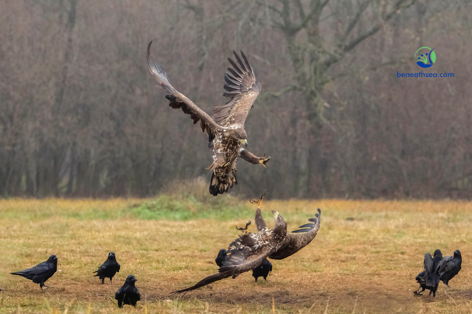 Seeadler im Luftkampf