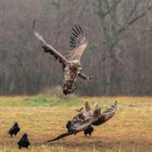 Seeadler im Luftkampf