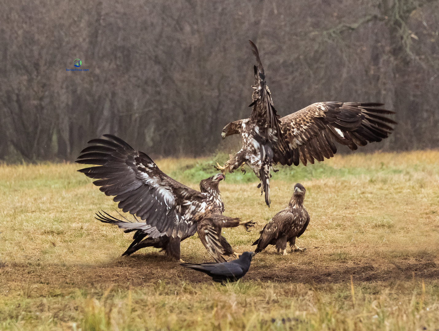 Seeadler im Luftkampf