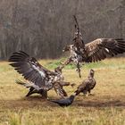 Seeadler im Luftkampf