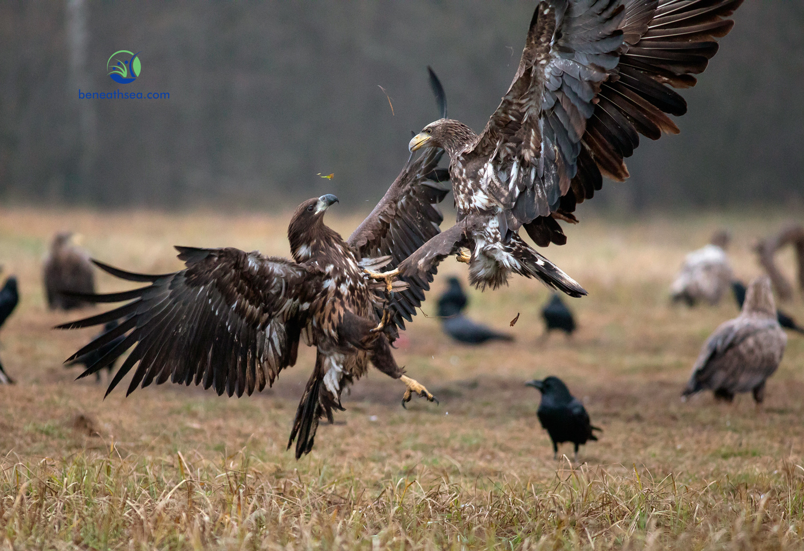 Seeadler im Luftkapf