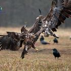 Seeadler im Luftkapf