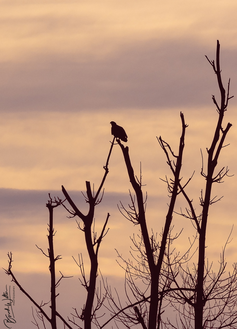 Seeadler im morgendlichen Gegenlicht