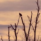 Seeadler im morgendlichen Gegenlicht