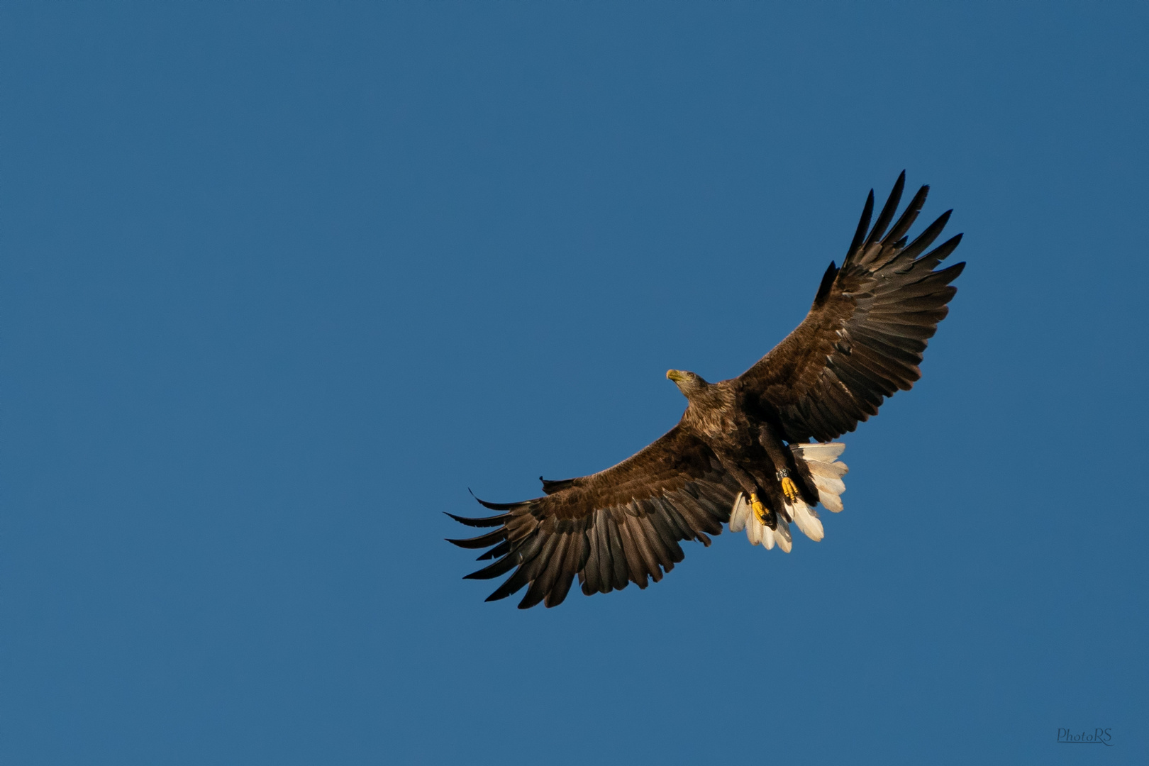 Seeadler im Morgenlicht