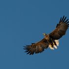 Seeadler im Morgenlicht