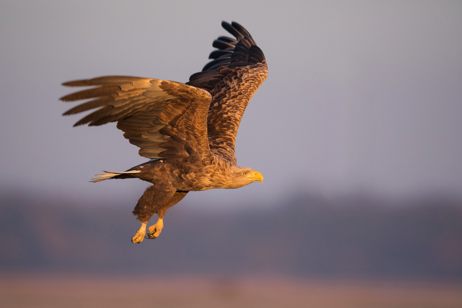 Seeadler im Morgenlicht