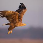 Seeadler im Morgenlicht