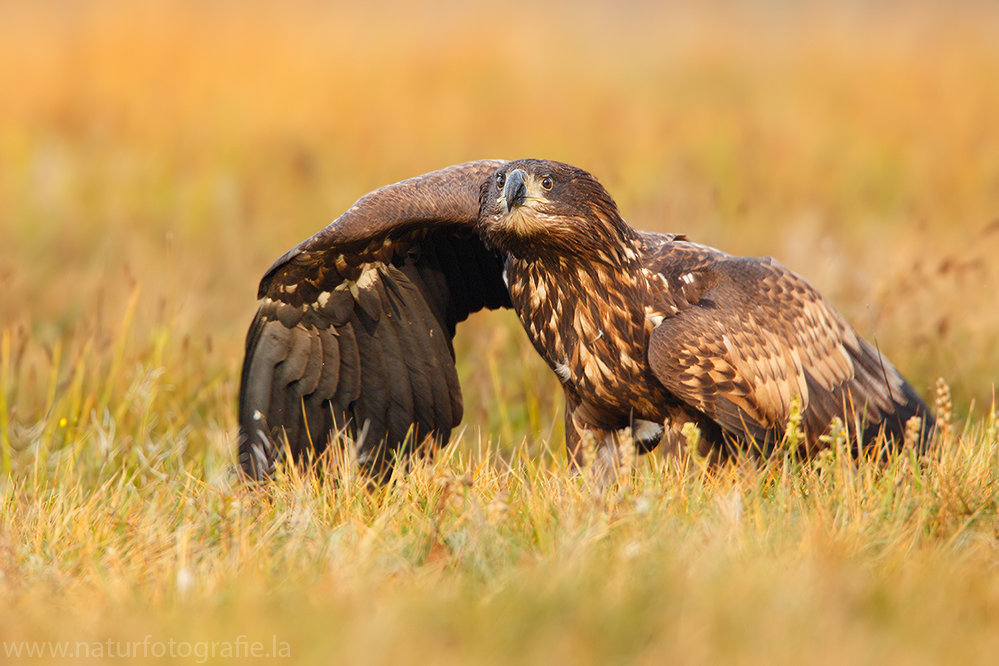 ~ Seeadler im Morgenlicht ~