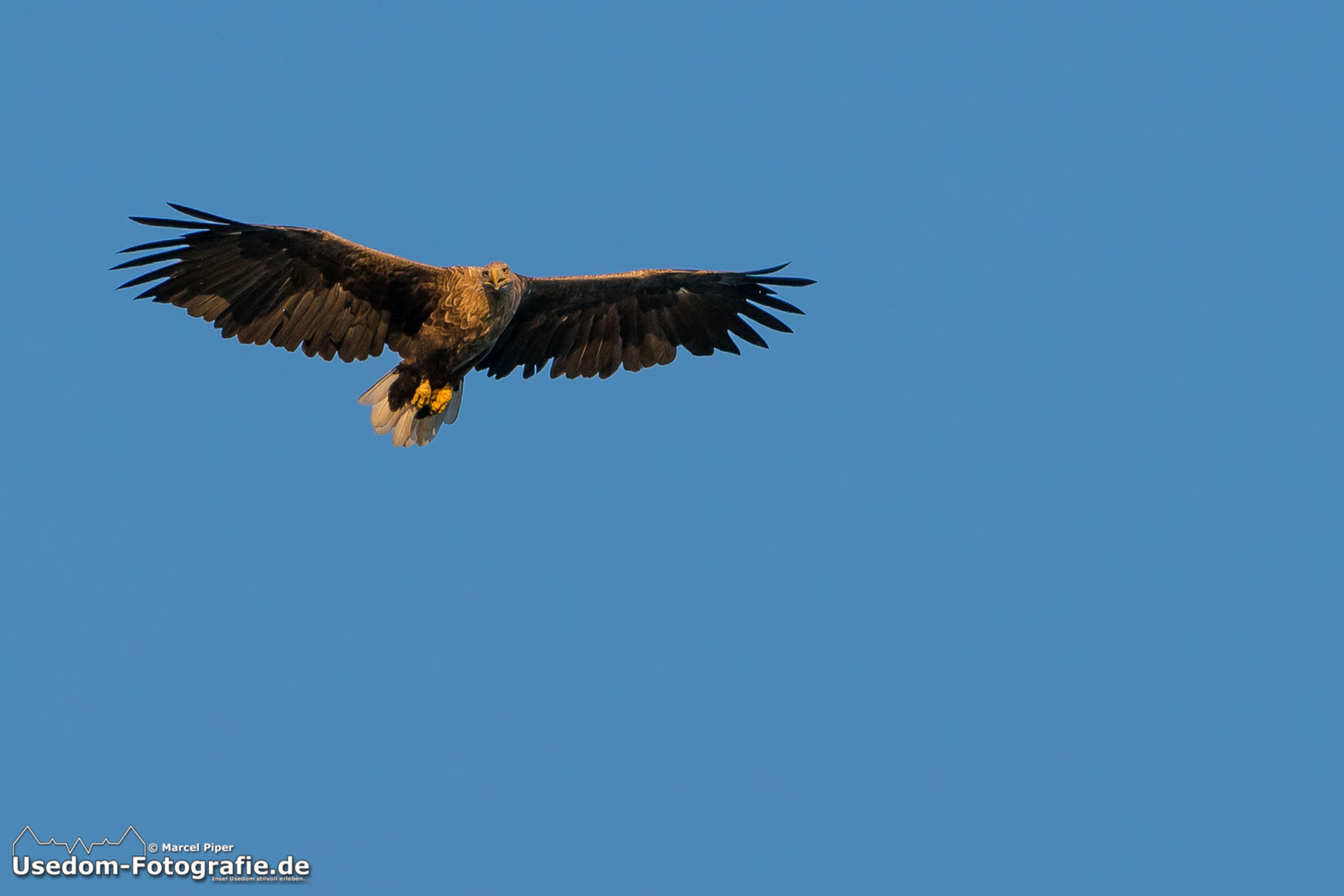 Seeadler im Morgenlicht über dem Achterwasser