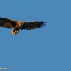 Seeadler im Morgenlicht über dem Achterwasser