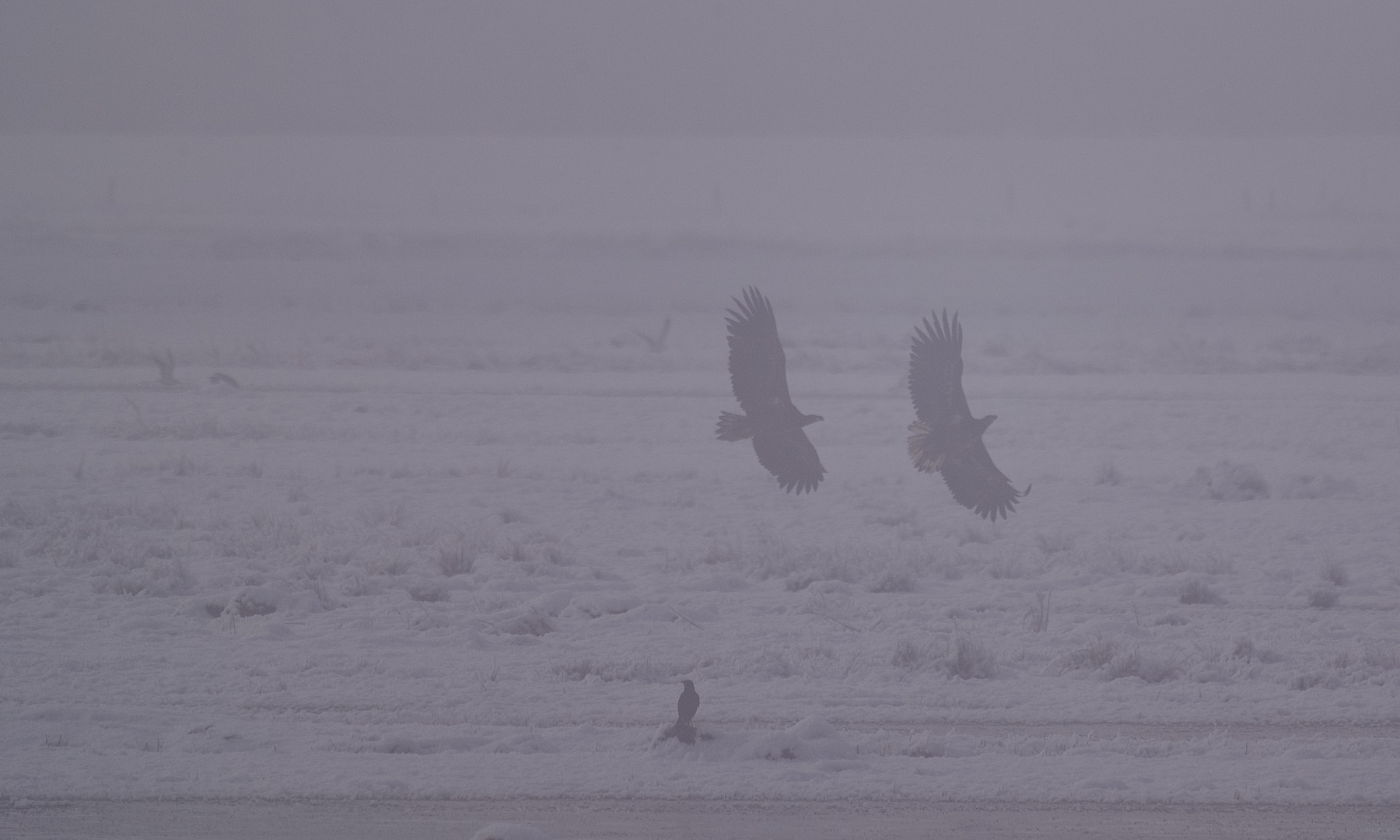 Seeadler im Nebel