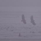 Seeadler im Nebel