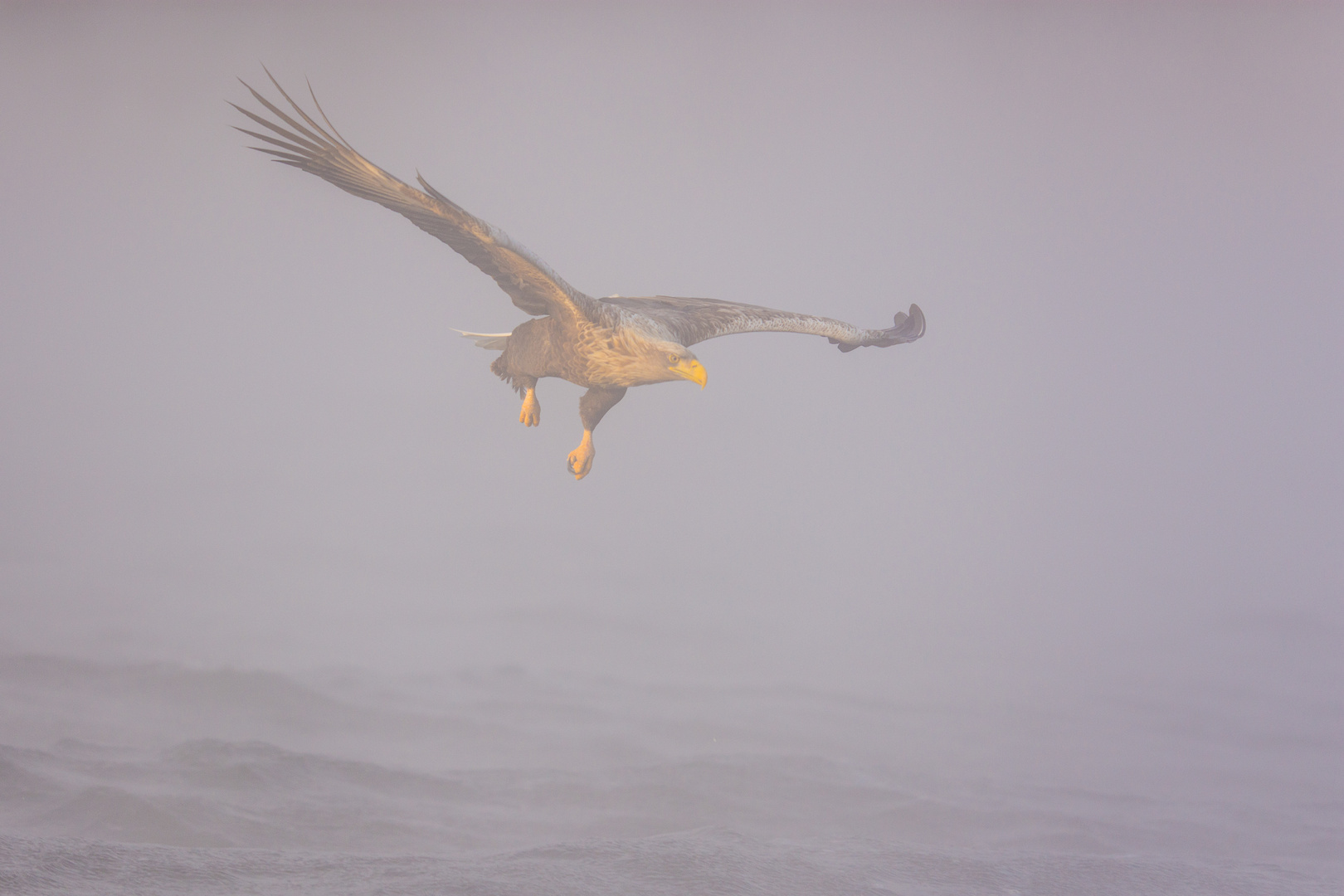 Seeadler im Nebel