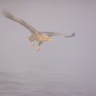 Seeadler im Nebel