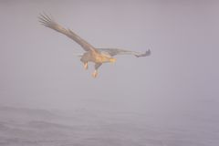 Seeadler im Nebel