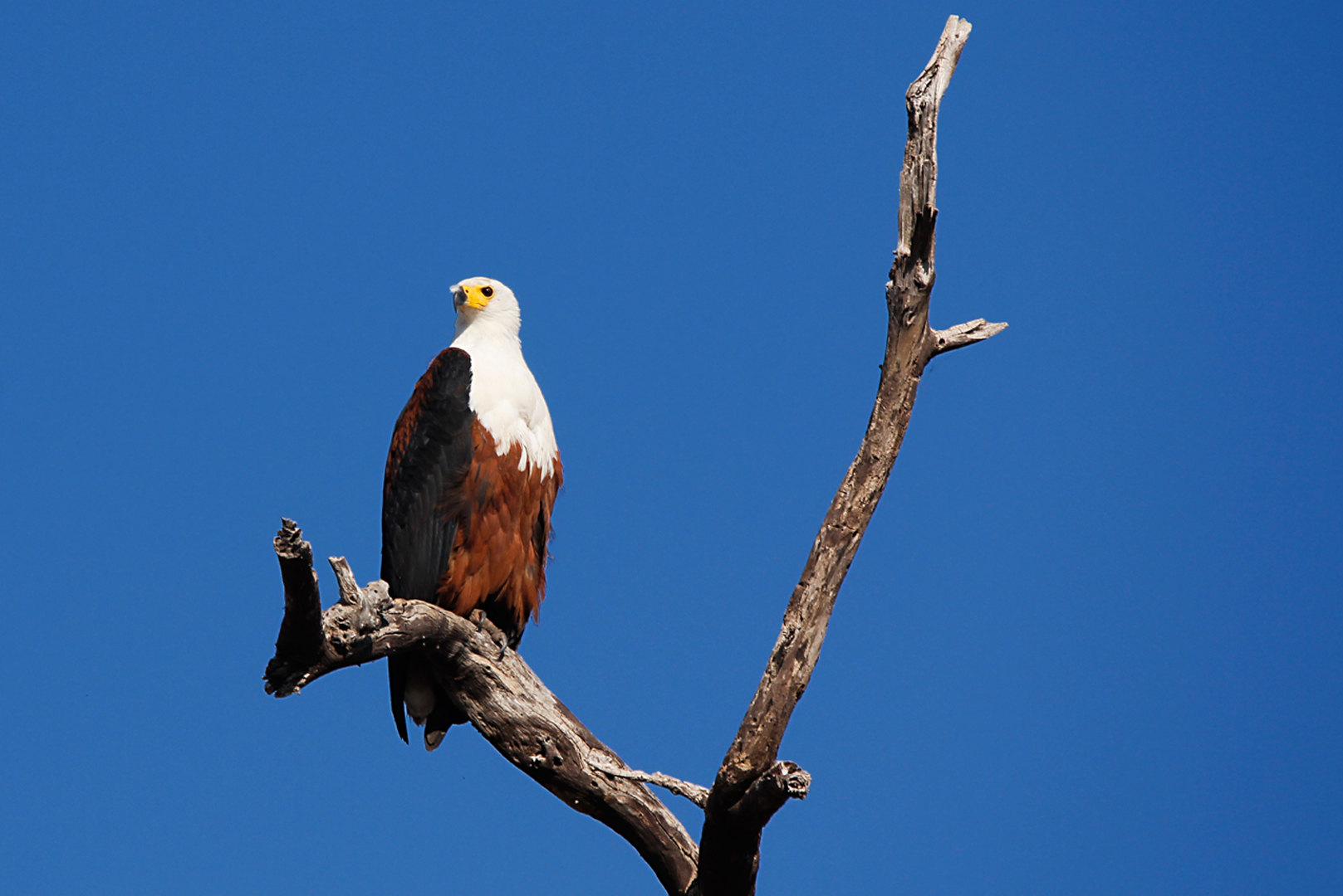 Seeadler im Okawango-Delta