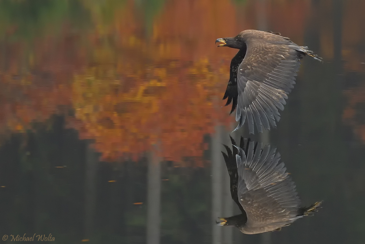 Seeadler im Oktoberregen