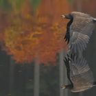 Seeadler im Oktoberregen