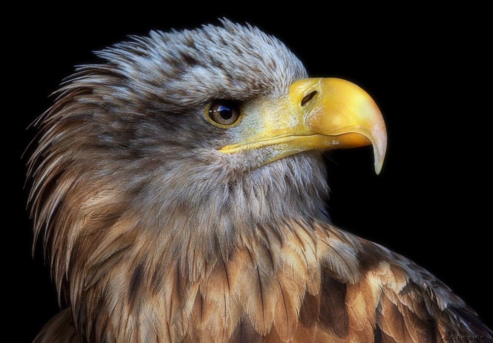 Seeadler im Portrait 2