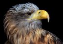 Seeadler im Portrait 2 by Klatt Arno 